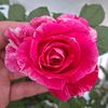 rosegardenmt