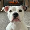 roodietheprettypittie
