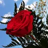 mahmedali8616