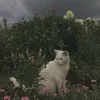 .rr__fr