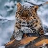 aysel.seyfiyev