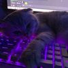 kitlexxxx