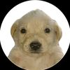 elperrito_delfish