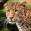 haiti.leopard