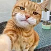 catsmoments6