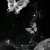 lys_2303