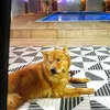 perolagatinha2017