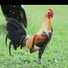 toks_gamefarm