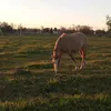 _catali_63