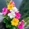 ali_haider..2