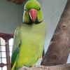 Ai Video editor