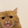 paepikad3