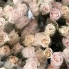 lathifasaafia_