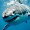 aj_da_shark