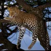 leopardprintqueen0