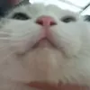 thinhtizi