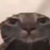 eyobrok1
