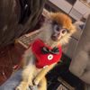 themonkeyatitude