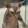 kateevansisascamm