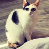 shanamalik36