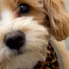 knutthemaltipoo
