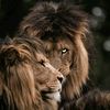 شّـبّـلَ عَيّلَآنٌ511