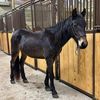 Elizabeth Equine rescue