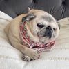 Betsy the Pug Loaf