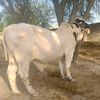 nayaab_cattle_ghotki1