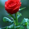 user9362188616904