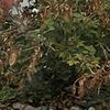 wake_verdant