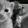 ribw.eir