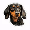 dachshund