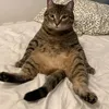 Pied_elmordjene