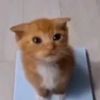 pollo_torcid0