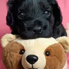 happy_sally_cockapoo