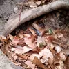 laszlo_14114