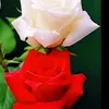 user9733281288368