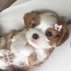 minnielovelyz