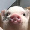 hidupblonde31