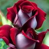 teckno.bd