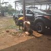 arek.trawas.jaya