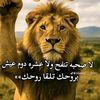 user8661565255602