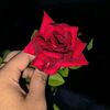 shifazltnhb