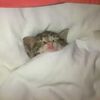 sleepylofiasmr