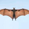 Batmanpowerofficer