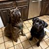 them.corsos.apollonmika