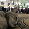 ghurabaa_qalb