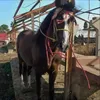 hassansabir441
