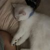 ccupcakeys_34